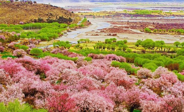 林芝桃花節自駕游