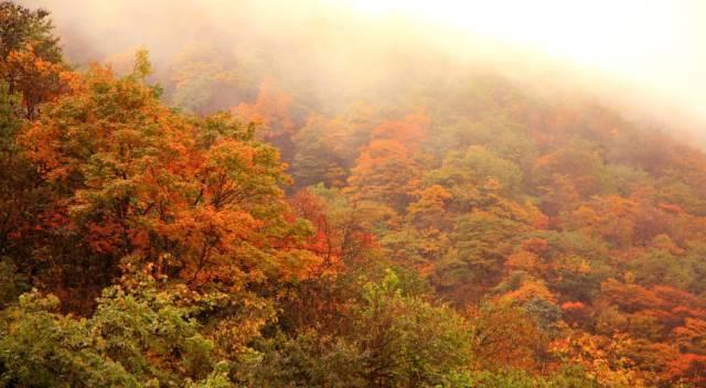 成都租車看紅葉，最全紅葉觀賞大全獻給你