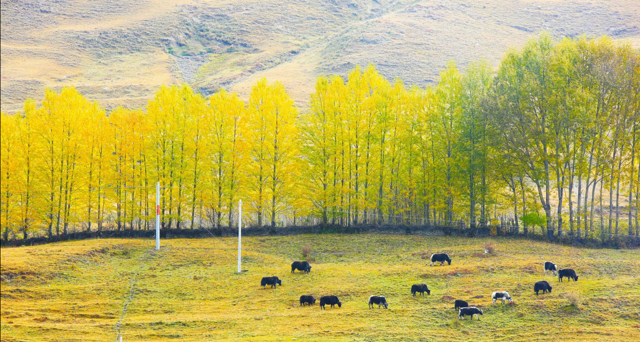 成都租車去西藏