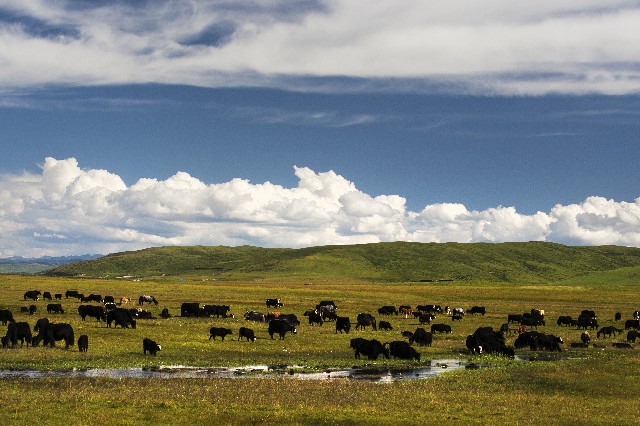 川藏線風(fēng)景 (2).jpg